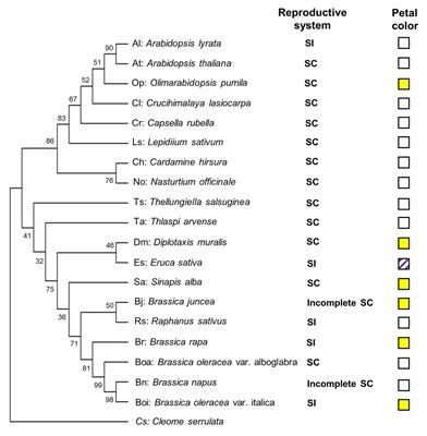 Cross-Species Metabolic Profiling of Floral Specialized Metabolism Facilitates Understanding of Evolutional Aspects of Metabolism Among Brassicaceae Species